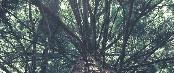 El bosque invisible: troncos de árboles y copas vistas desde abajo