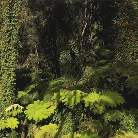 Cubierta de no-ome: denso follaje tropical verde